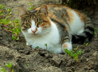 Naklejka na ściany i meble Beautiful cat in the Garden. Three colored cat