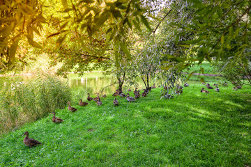 Summer landscape - ducks on the lake on a Sunny day