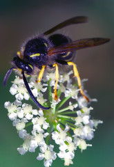 Small striped wasp collecting nectar of a blooming flower of Yarrow White on a blurred nature background.