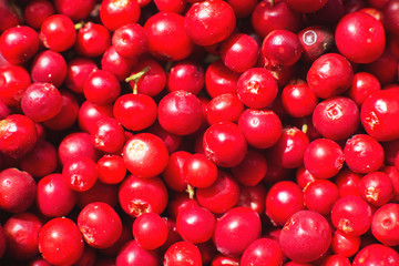many berries of red lingonberry. lingonberry background. lingonberry close