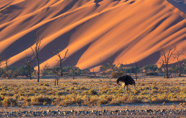 Ostrich or common ostrich (Struthio camelus), Namib Naukluft National Park, Namibia, Africa