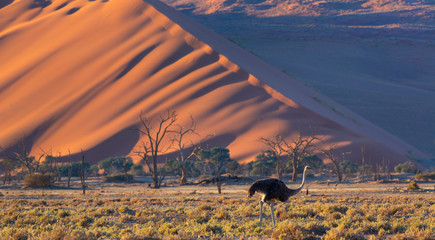 Ostrich or common ostrich (Struthio camelus), Namib Naukluft National Park, Namibia, Africa