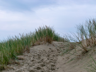 view of sand dune, poor plants, dark blue sky before rain