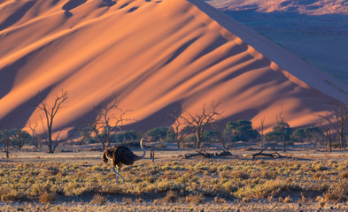 Ostrich or common ostrich (Struthio camelus), Namib Naukluft National Park, Namibia, Africa