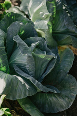 Fototapeta na wymiar Big beautiful head of white cabbage grows in garden