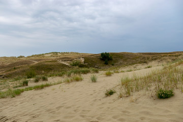 view of sand dune, poor plants, dark blue sky before rain