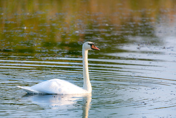 White swan in the water of pond