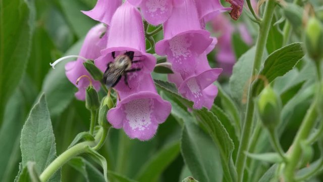 large bumble bee visits a stalk of Foxglove flowers