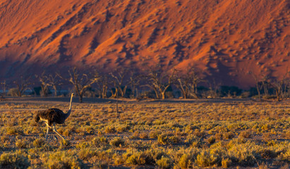 Ostrich or common ostrich (Struthio camelus), Namib Naukluft National Park, Namibia, Africa