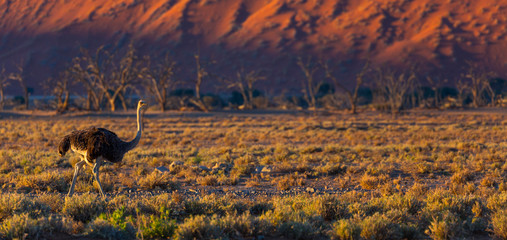 Ostrich or common ostrich (Struthio camelus), Namib Naukluft National Park, Namibia, Africa