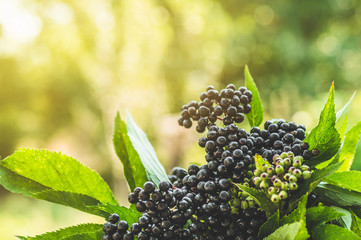Clusters fruit black elderberry in garden in sun light (Sambucus nigra). elder, black elder