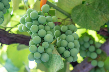 Close up Bunch of fresh green grapes on the vine with green leaves in vineyard.