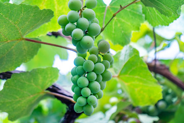 Close up Bunch of fresh green grapes on the vine with green leaves in vineyard.