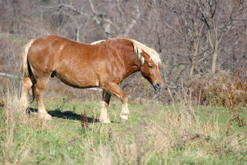Naklejka na ściany i meble Pony in a field