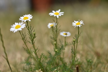 Kamille (Matricaria)