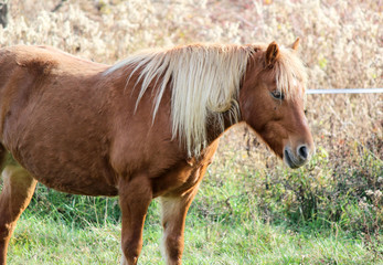 Pony mare in field