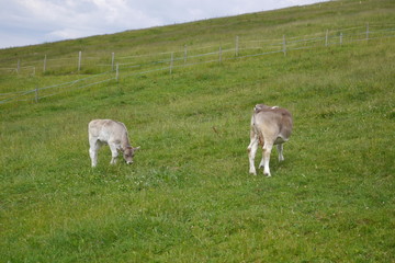 Obraz premium Swiss landscape