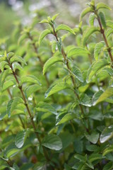 Zitronenminze (Mentha gentilis)