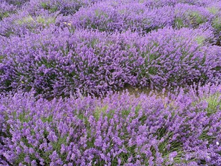 field of lavender flowers