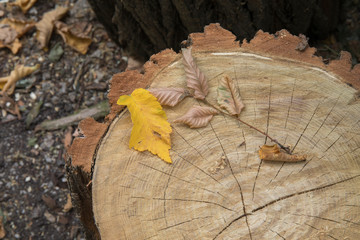 The yellow leaf is on the stump in fall or autumn season.