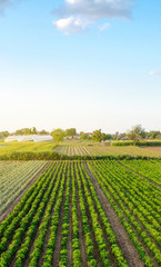 Rows / plantation of young pepper on a farm on a sunny day. Growing organic vegetables....