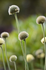 Alpen-Schuppenkopf (Cephalaria alpina)