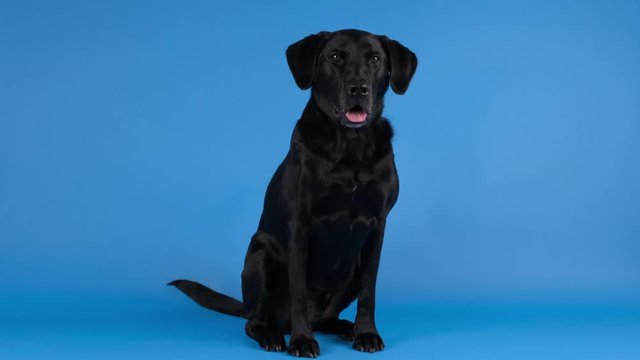 Studio scene of an adorable adult male black Labrador retriever dog on a blue background