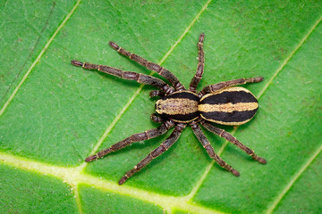 Image of gray wall jumper spider male (Menemerus bivittatus) on the green leaf. Insect. Animal. Salticidae.