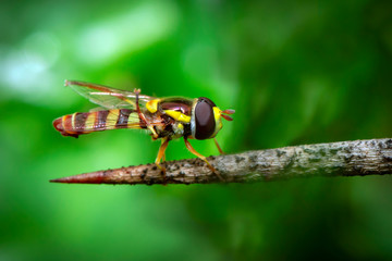 Image of Hoverfly or flower fly, or syrphid fly(Syrphidae) on the branches on a natural background. Insect. Animal.
