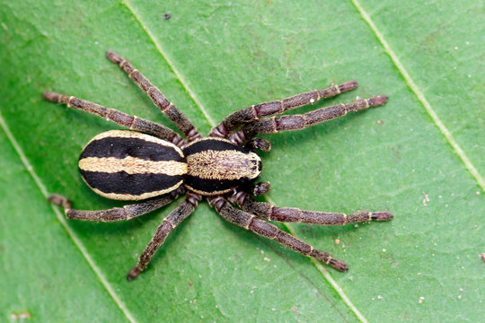 Image of gray wall jumper spider male (Menemerus bivittatus) on the green leaf. Insect. Animal. Salticidae.