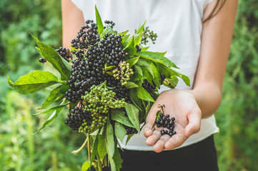 Girl holds in hands clusters fruit black elderberry in garden (Sambucus nigra). Elder, black elder.