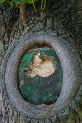 Fototapeta na wymiar Hornet's nest hiding in the hollow of a tree.