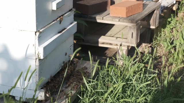 Family of worker honey bees in a white painted bee hive in Raleigh, North Carolina