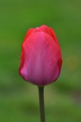 Naklejka premium tulip on green background
