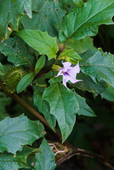 Delicate indian datura flowers. India's natural beauty.