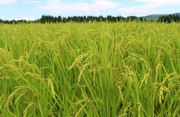 魚沼産コシヒカリの稲穂