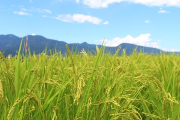 魚沼産コシヒカリの稲穂