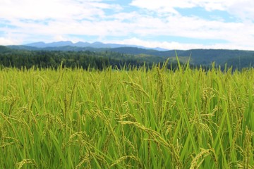 新潟県魚沼地域の田園風景