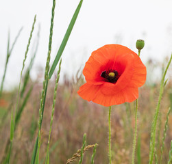 Naklejka premium Red poppies in the morning light. Polyana with red poppy flowers on a green blur background. A lonely poppy flower. Field of poppies