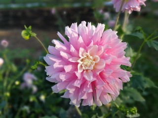 Obraz premium pink flower in the garden