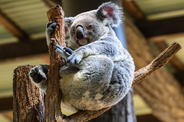 Koala on the branch