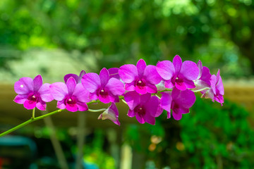 Orchid Bouquet purple flowers in the garden