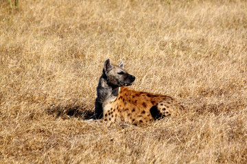 Hyena laying down.