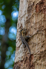 A little squirrel perched on a tree