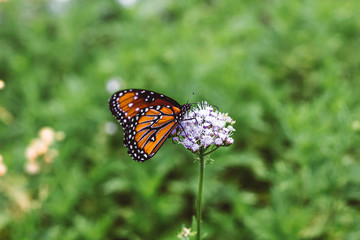 butterfly on flower