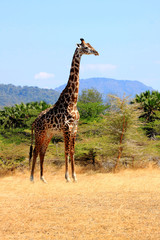 Giraffe.