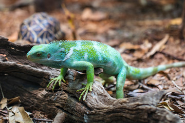 Iguana in terrarium