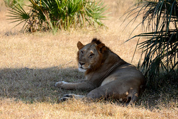 African Lion in shade.
