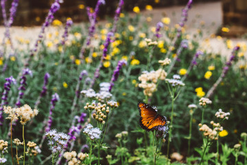 butterfly on flower