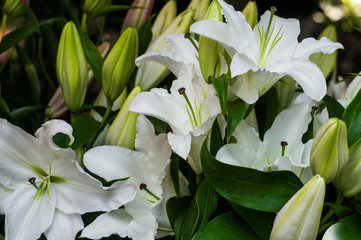 Bouquet of white lilies. Background of bright flowers.